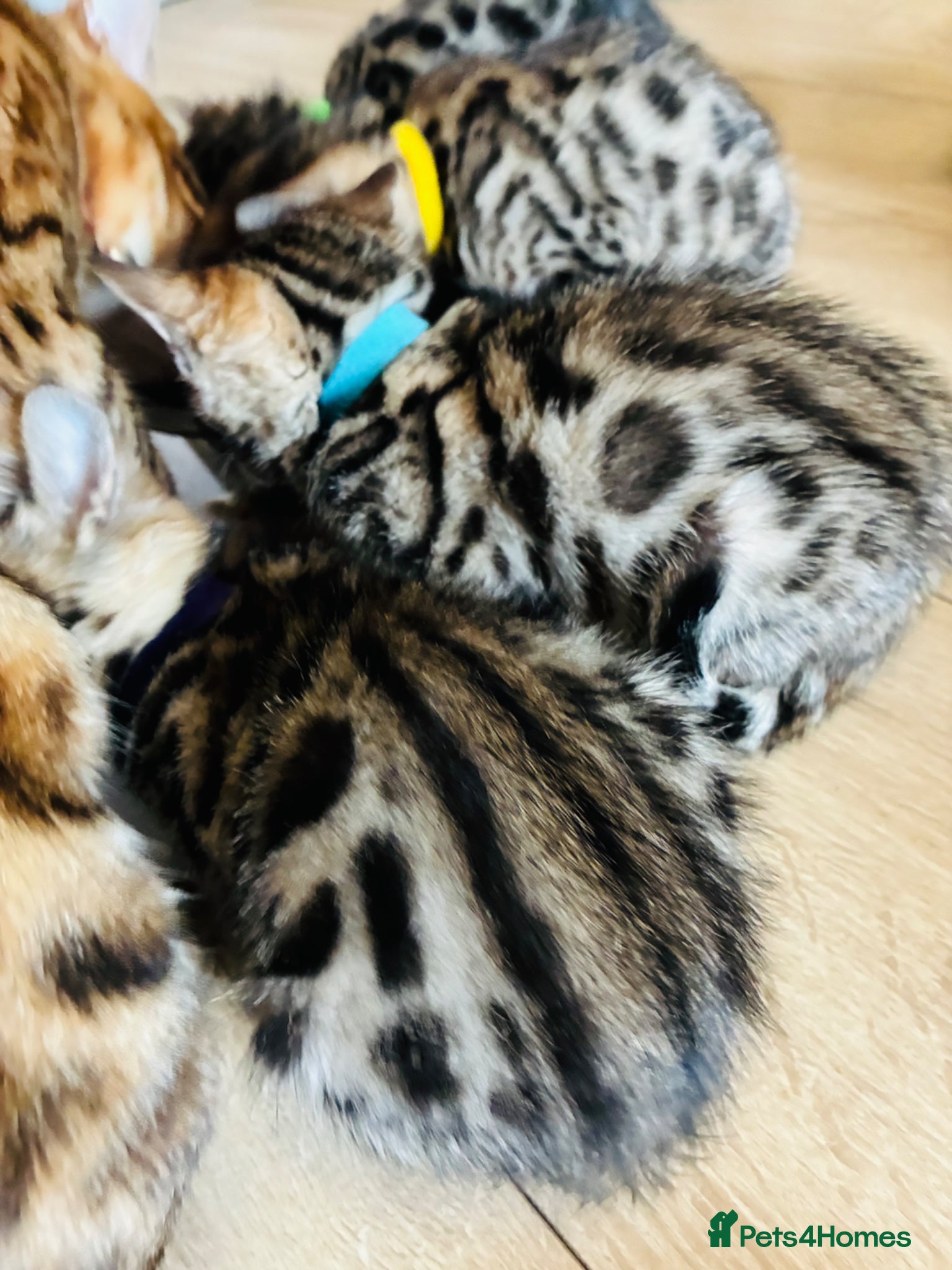 Bengal cats Beautiful Bengal Kittens for sale - Advert 1