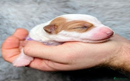 Jack Russell dogs for sale: ❤️3/4 Jack Russell babies ❤️ - Advert 25