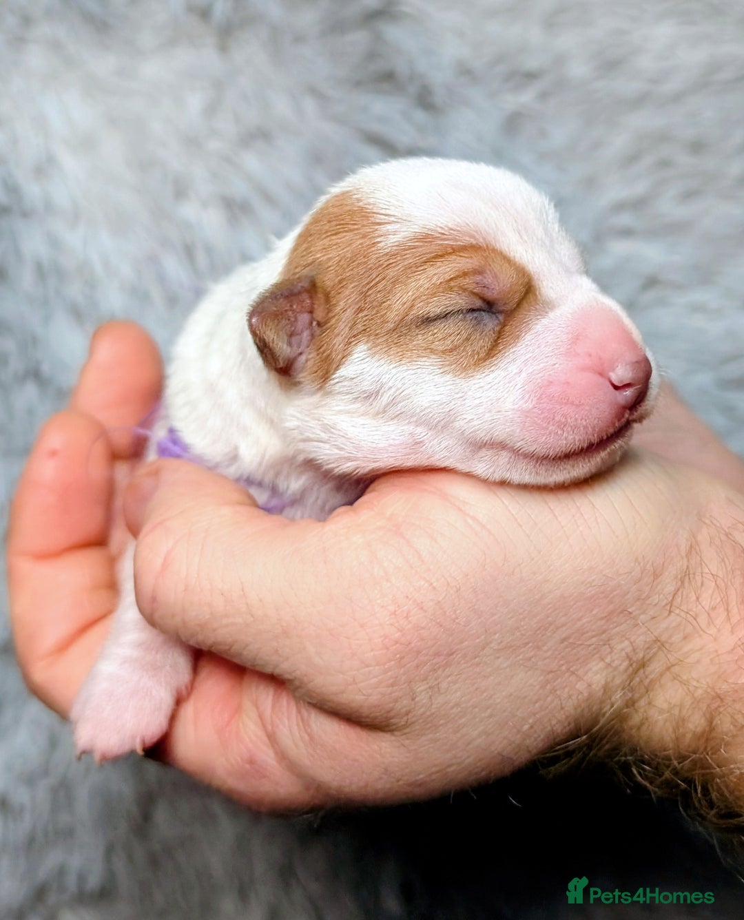 Jack Russell dogs for sale: ❤️3/4 Jack Russell babies ❤️ - Advert 25