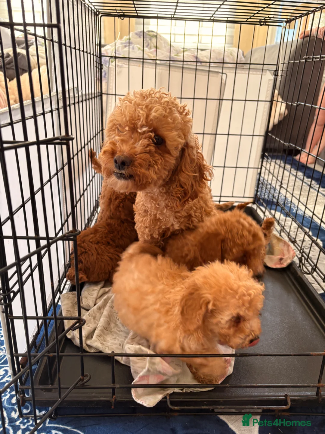 Shihpoo dogs for sale: 6 beautiful shihpoo puppies - Advert 2