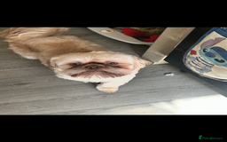 Shih Tzu dogs for sale: 2 year old male shihtzu biscuit  - Image 2