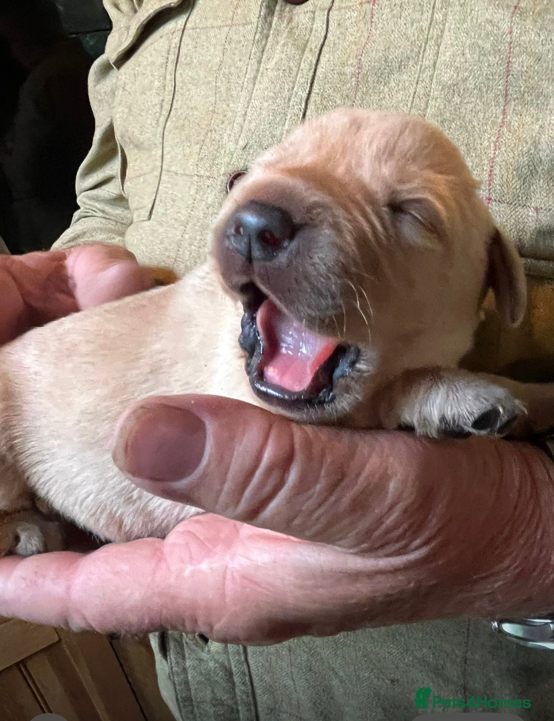 Labrador Retriever dogs Labrador puppies for sale - Advert 3