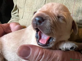 Labrador Retriever dogs - Advert 30