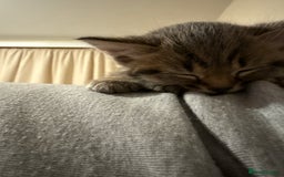 Domestic Shorthair cats for sale: Adorable, playful kitties ready for their homes - Image 6