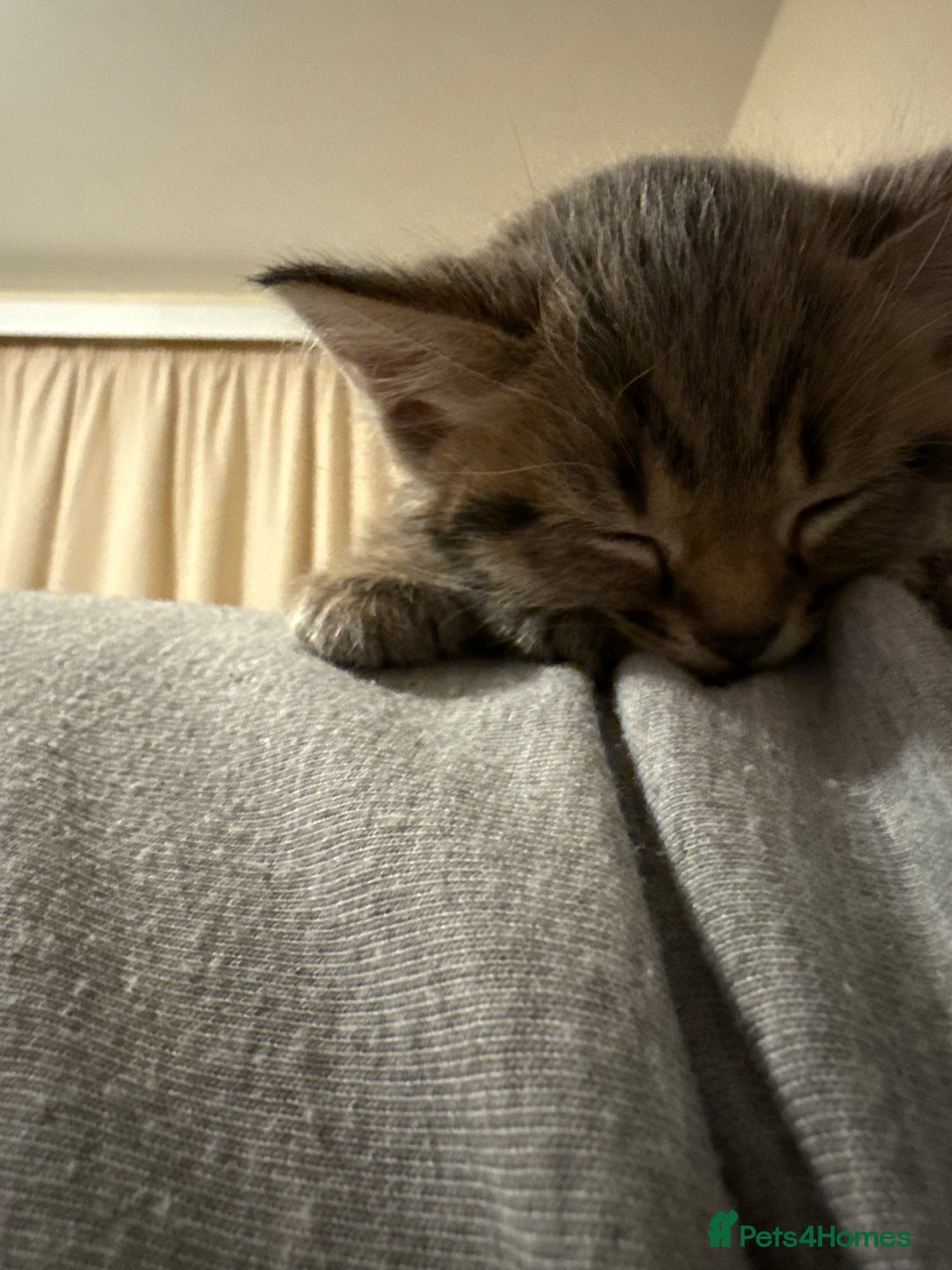 Domestic Shorthair cats for sale: Adorable, playful kitties ready for their homes - Image 6