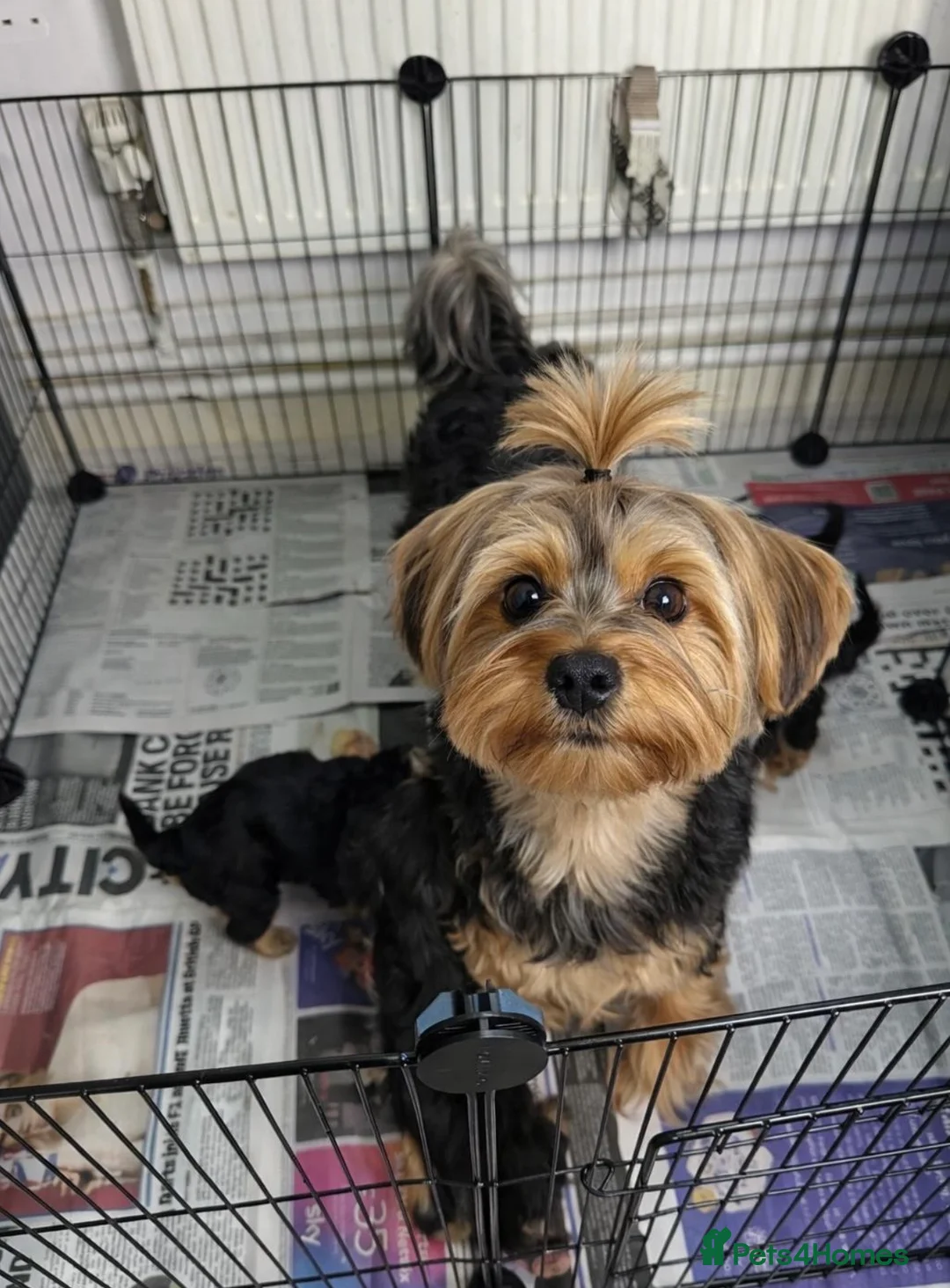 Yorkshire Terrier dogs for sale: Yorkies puppy’s  - Advert 1