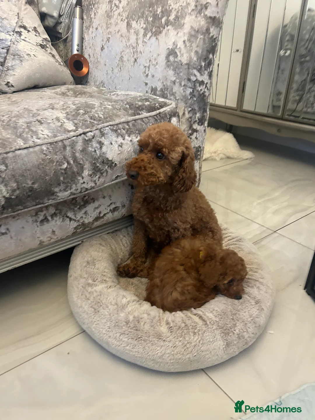 Cavapoo dogs for sale: Adorable & Gentle 5-Month-Old Cavapoo  - Advert 1