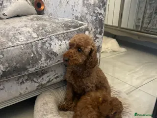 Cavapoo dogs Adorable & Gentle 5-Month-Old Cavapoo - Advert 1