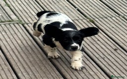 English Springer Spaniel dogs for sale: KC Calm English Springer Spaniel Puppies - Image 15