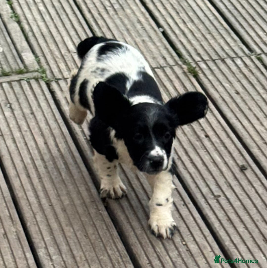 English Springer Spaniel dogs for sale: KC Calm English Springer Spaniel Puppies - Image 15