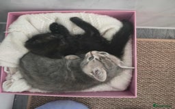 Mixed Breed cats for sale: Adorable Ragdoll Mix Kittens  - Image 7