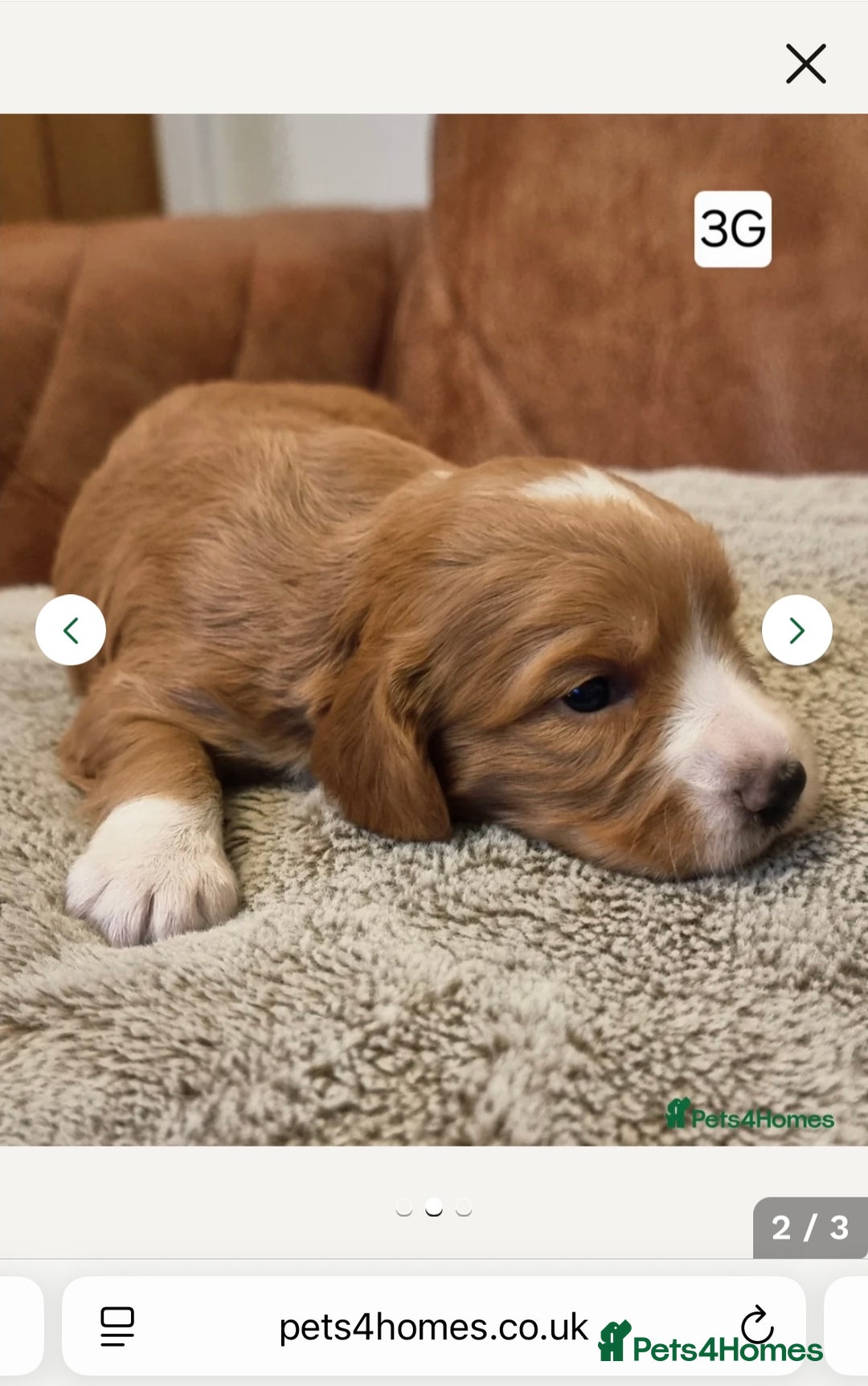 Cocker Spaniel dogs for stud: K C registered - Mr Midnight for Stud in Huddersfield - Advert 26