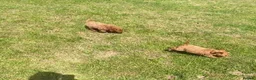 Cockapoo dogs for sale: Adorable cockerpoos puppies - Advert 6