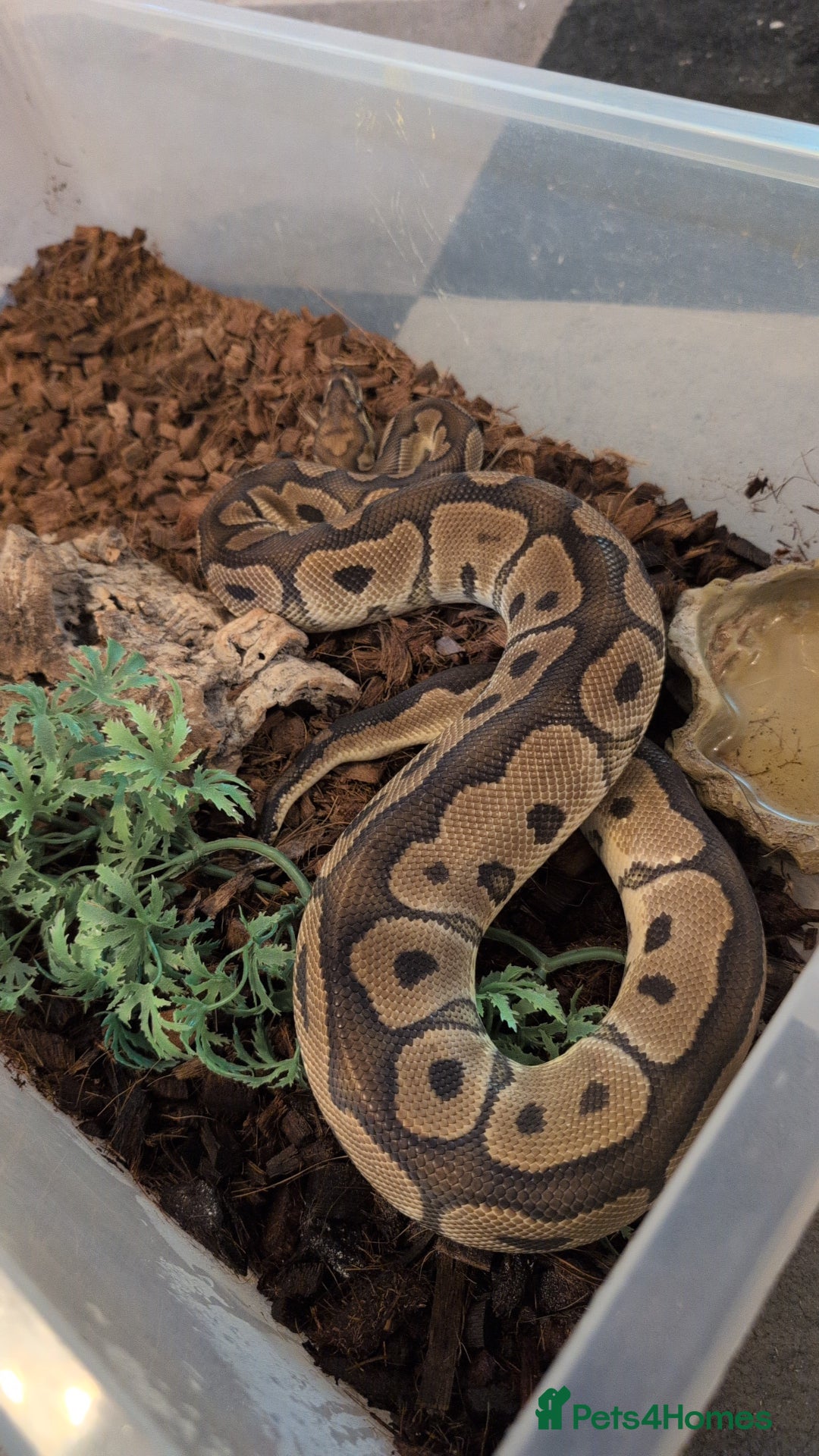 Python Snake reptiles for sale: 2 ball pythons for sale  - Advert 2