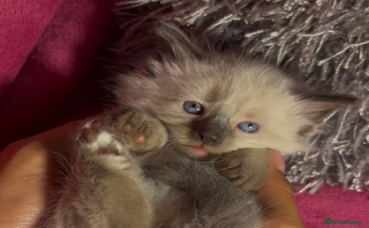 Ragamese cats - Advert 1