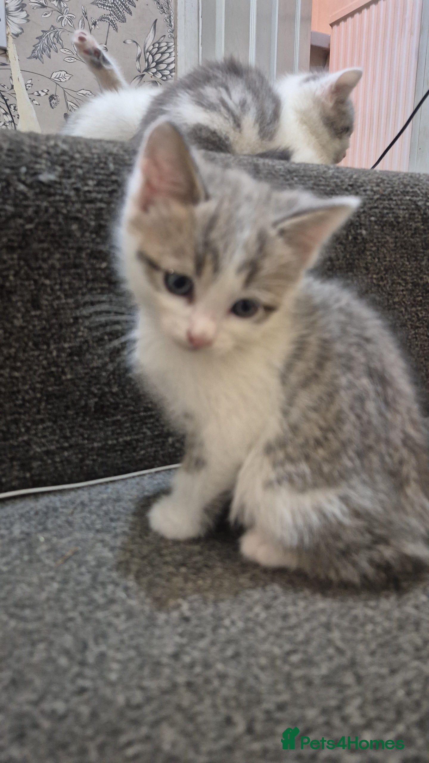 Mixed Breed cats Adorable grey and white mixed litter - Advert 2