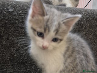 Mixed Breed cats Adorable grey and white mixed litter - Advert 2
