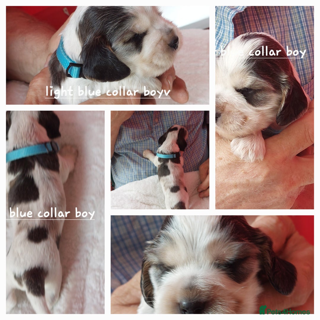 Cocker Spaniel dogs for sale: Kc Reg show type cocker spaniel puppies  - Image 2