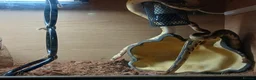 Python Snake reptiles for sale: Royal jackson python - Advert 12