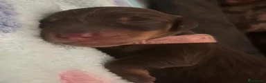 Miniature Dachshund 2