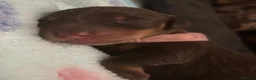 Miniature Dachshund dogs for sale: Beautiful litter of 5 girls - Advert 25