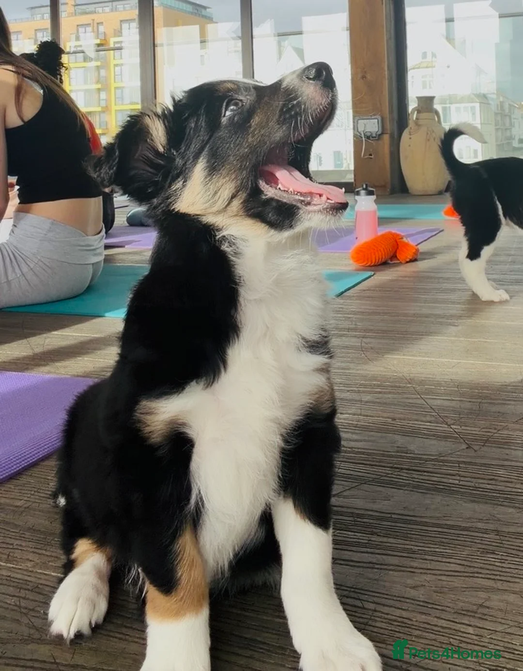 Border Collie dogs for sale: Gorgeous Handsome Tri colour Border Collie male  - Advert 3