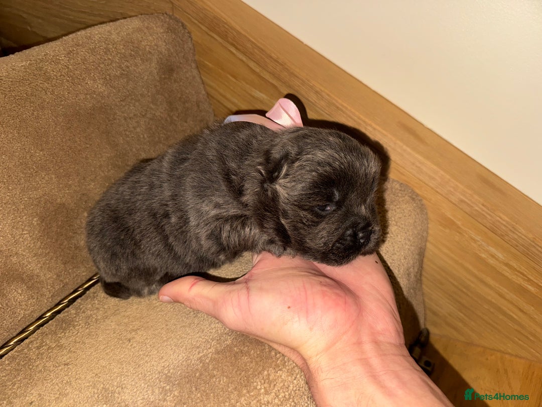 Chow Chow dogs for sale: Stunning kc reg puppies  - Advert 11