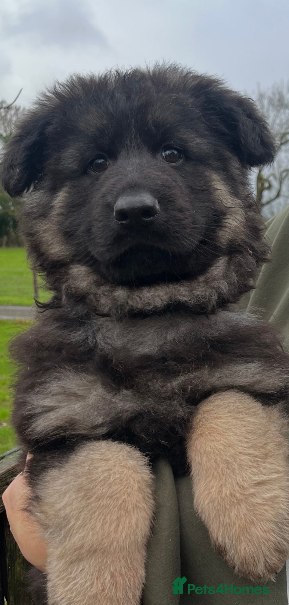 German Shepherd dogs Stunning Pedigree Male German Shepherd Puppy - Advert 9