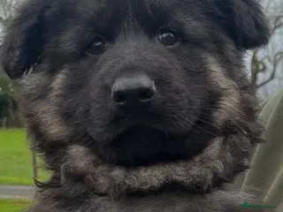 German Shepherd dogs Stunning Pedigree Male German Shepherd Puppy - Advert 9