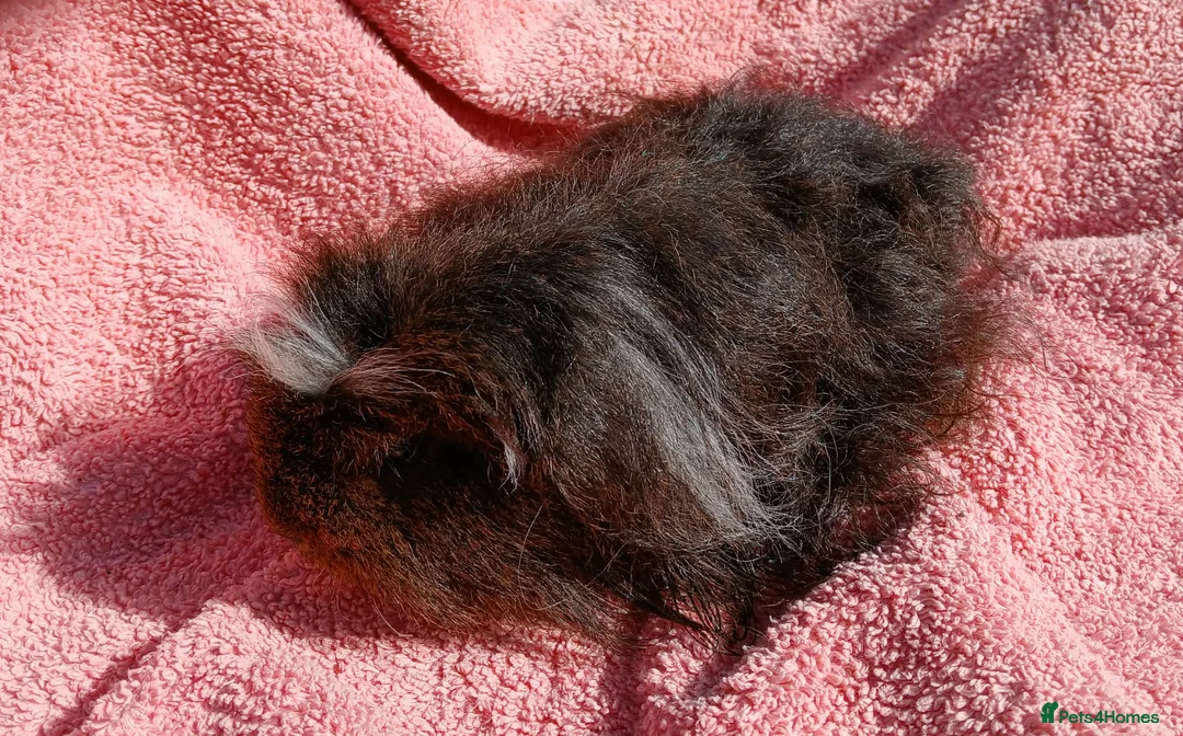 Guinea Pig rodents for sale: Pair of Merino Boars in Saint Ives - Advert 2