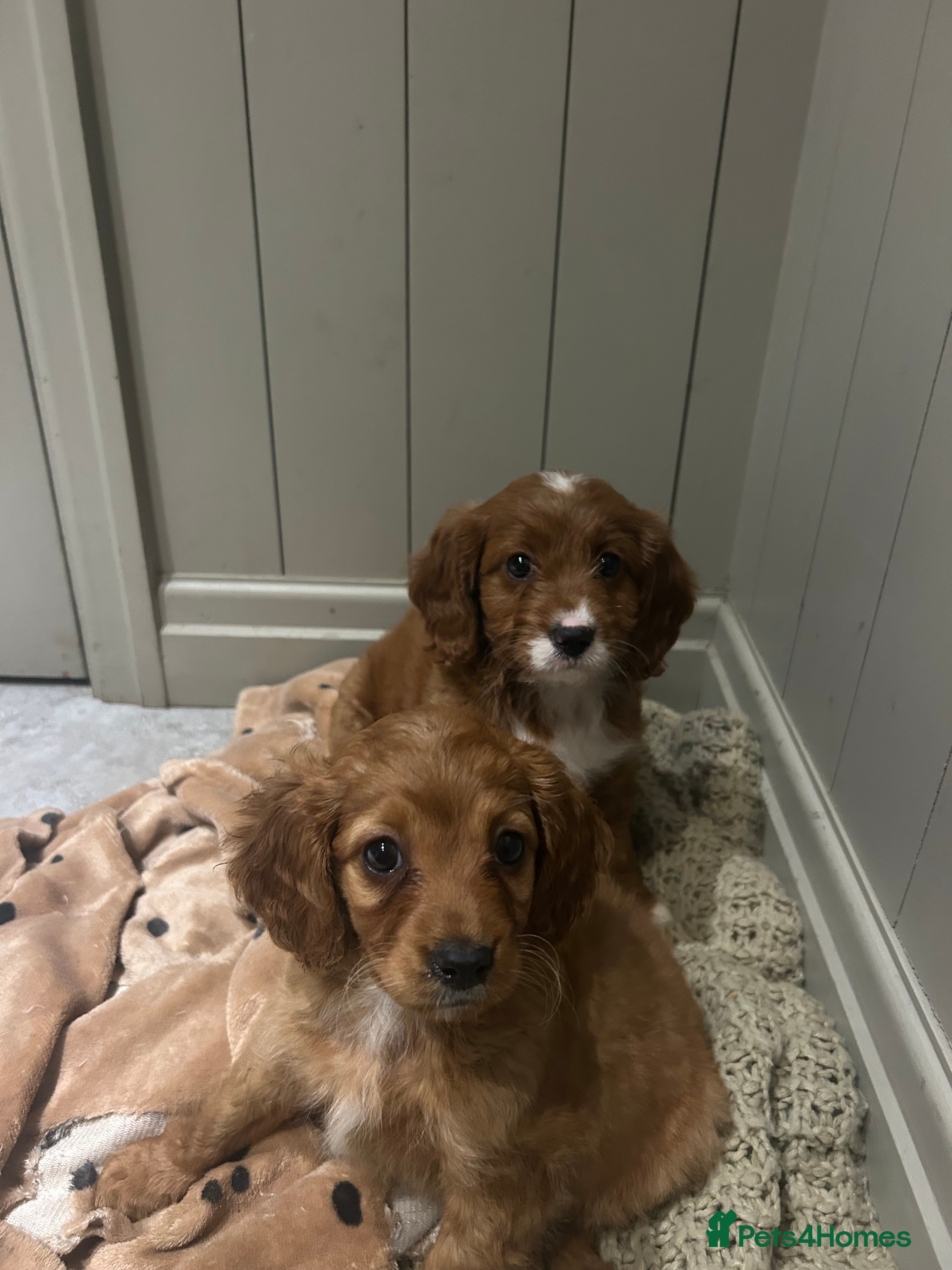 Cockapoo dogs Gorgeous Fox Red Cockapoo Girls  - Advert 13