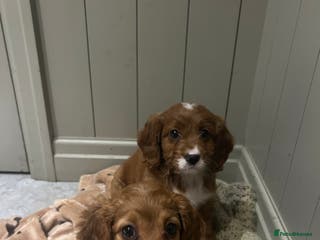 Cockapoo dogs Gorgeous Fox Red Cockapoo Girls - Advert 13