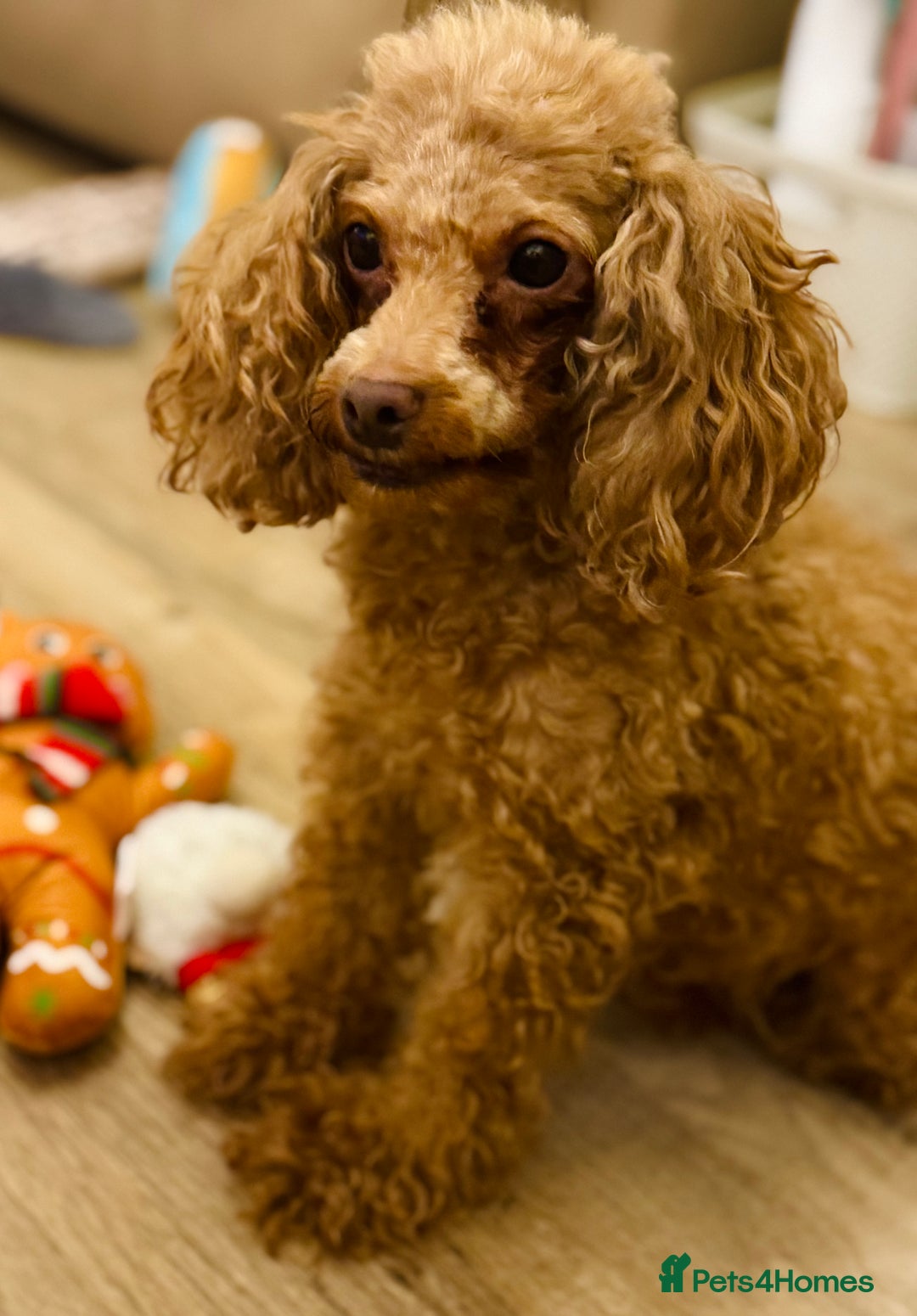 Toy Poodle dogs for sale: Beautiful KC Toy poodle boy  - Advert 4