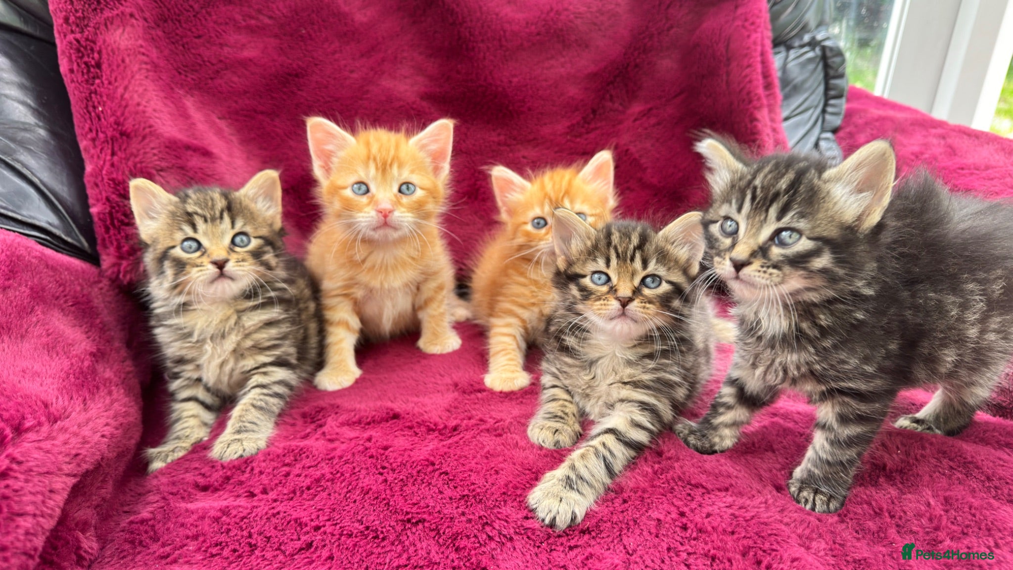 Mixed Breed cats for sale: Beautiful kittens 😻 - Advert 1
