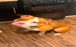 Mixed Breed dogs for sale: Reggie - Image 6