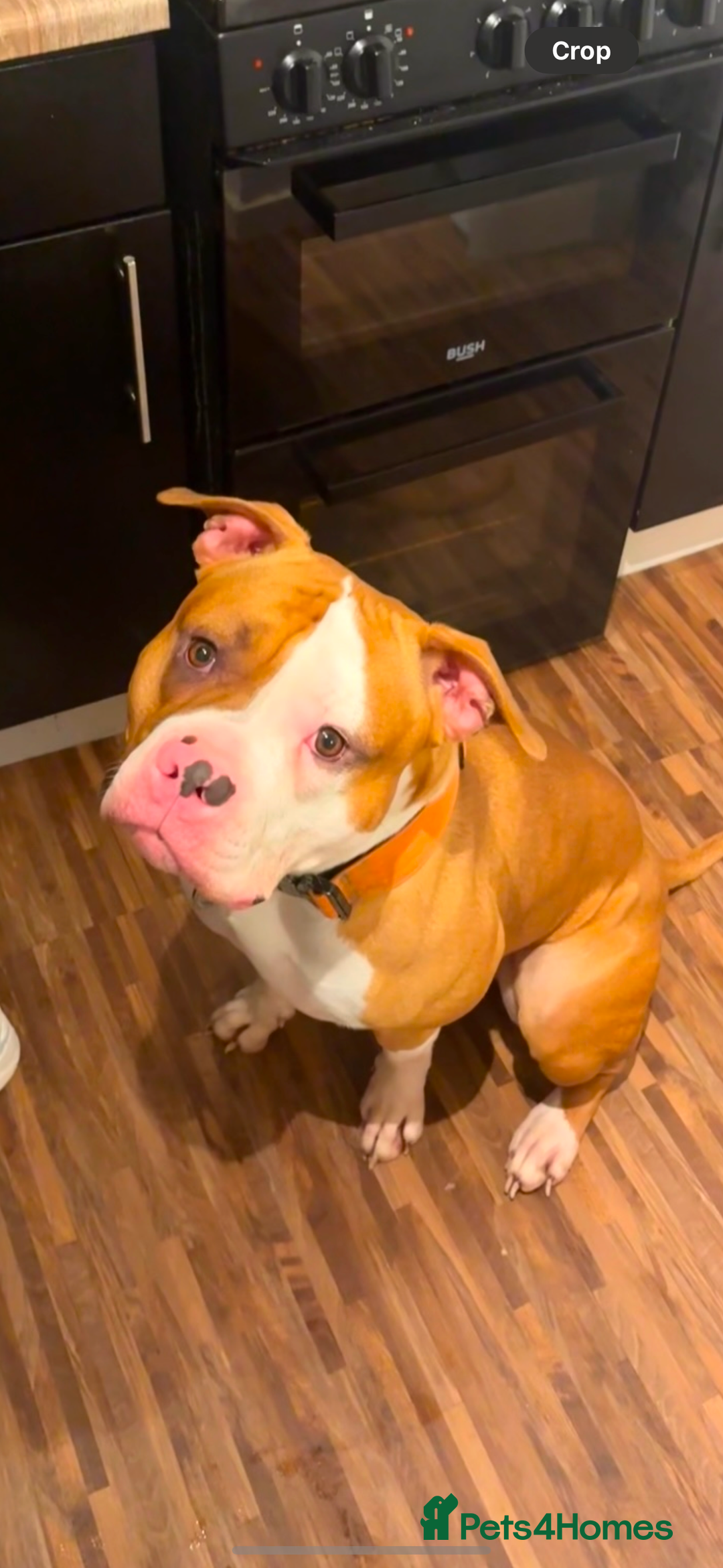 Mixed Breed dogs for sale: Reggie - Image 6