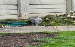 Rex rabbits for sale: Rex X Mini Lop Bunnies for Sale – Bonded Siblings - Image 7