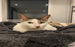 Mixed Breed cats for sale: Affectionate Cat Looking for a Forever Home - Image 3