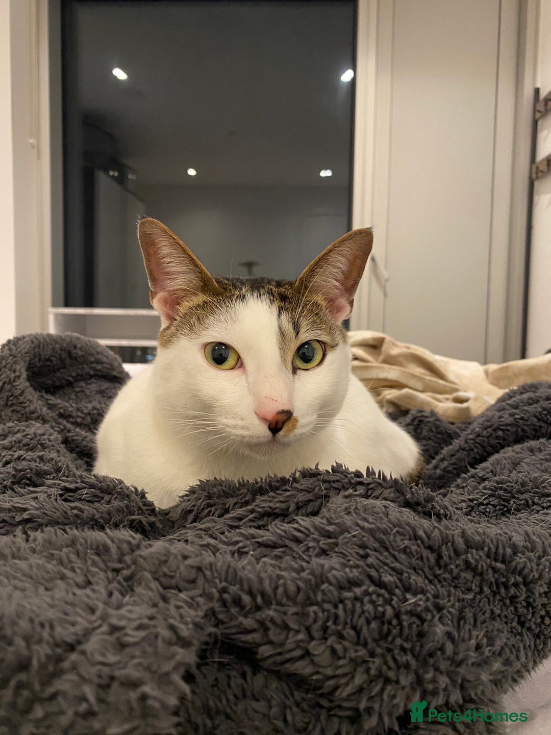 Mixed Breed cats for sale: Affectionate Cat Looking for a Forever Home - Image 3