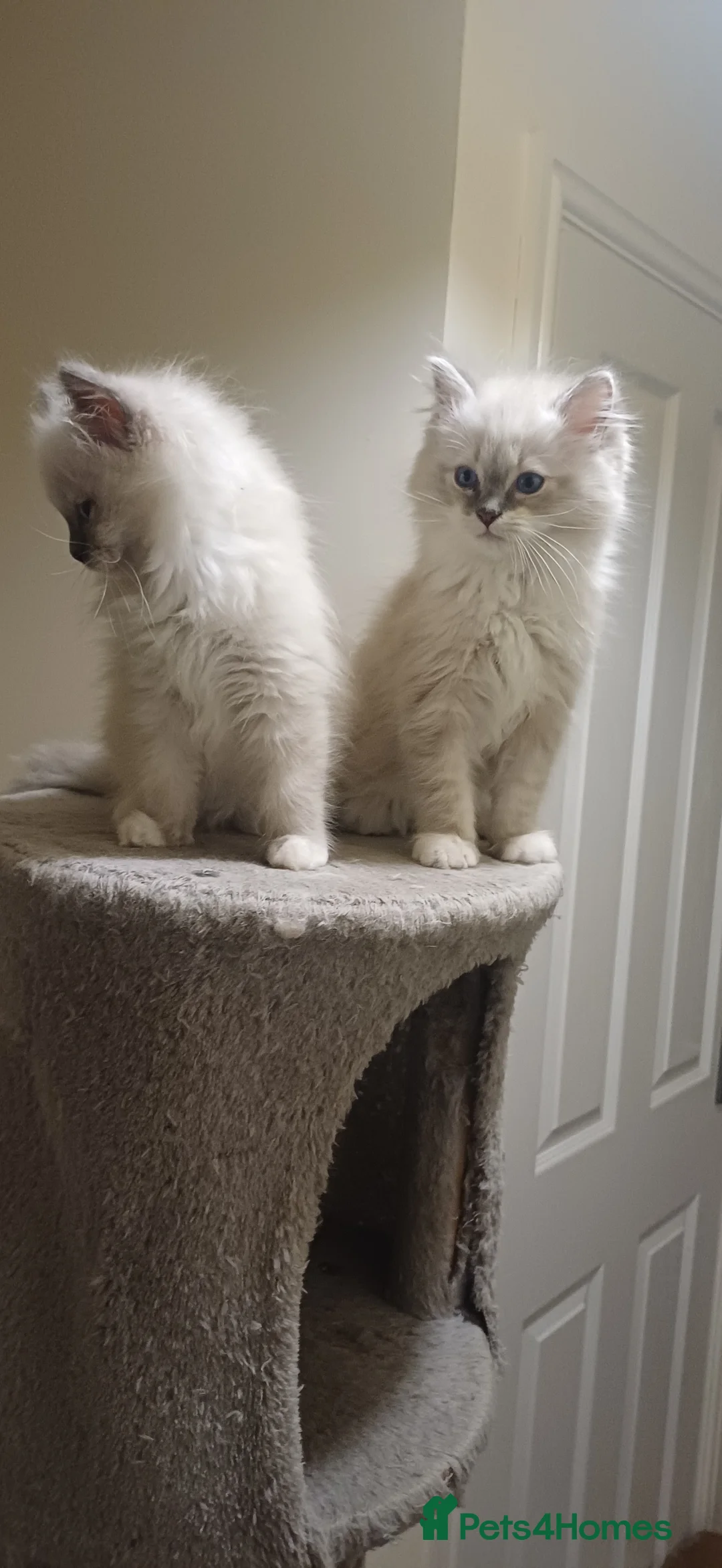 Ragdoll cats for sale: Beautiful litter available  - Advert 14