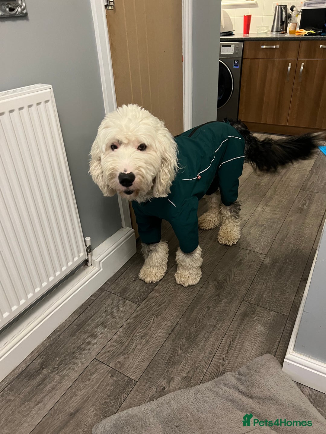 Old English Sheepdog dogs for sale: Old English Sheepdog  - Advert 6