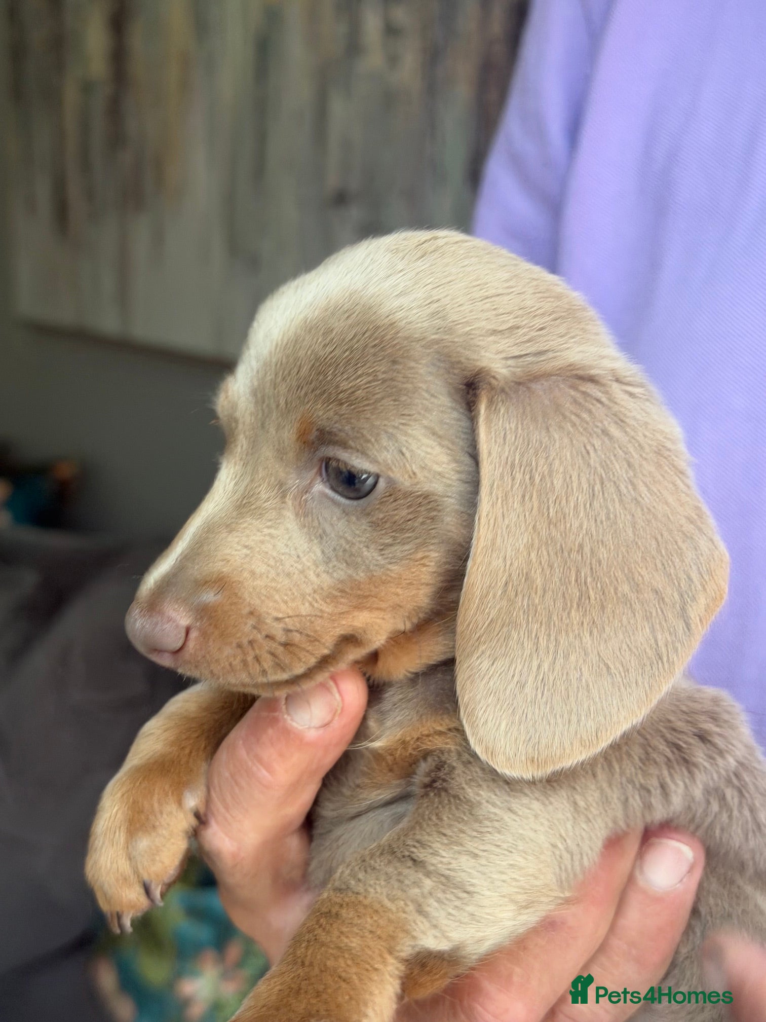 Miniature Dachshund dogs KC Reg. Miniature Dachshund Puppies Ready today!! - Advert 11