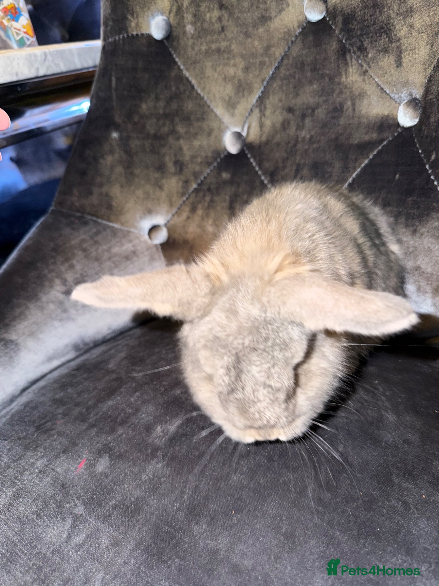 Mini Lop rabbits Full mini lop  - Advert 20