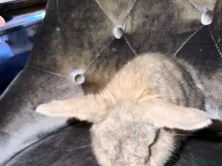 Mini Lop rabbits Full mini lop - Advert 20