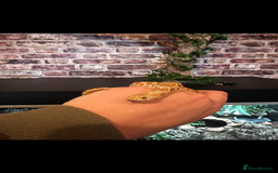 Snake reptiles for sale: Hognose snake and set up - Image 2