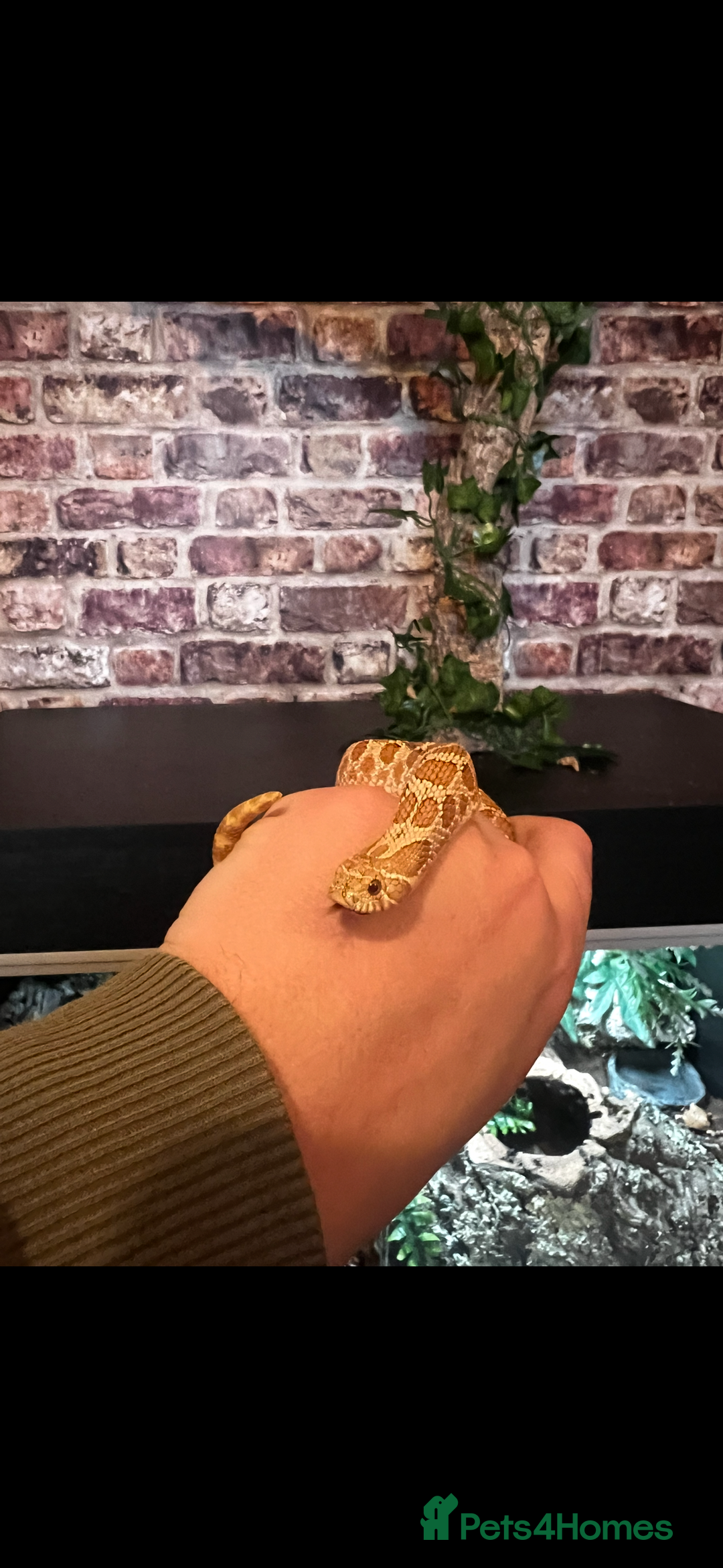 Snake reptiles for sale: Hognose snake and set up - Image 2