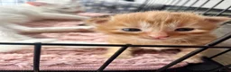 Siberian cats for sale: Two Fluffy Kittens!  - Advert 2