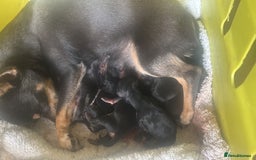 Mixed Breed dogs for sale: Jackawawa puppies  - Image 3