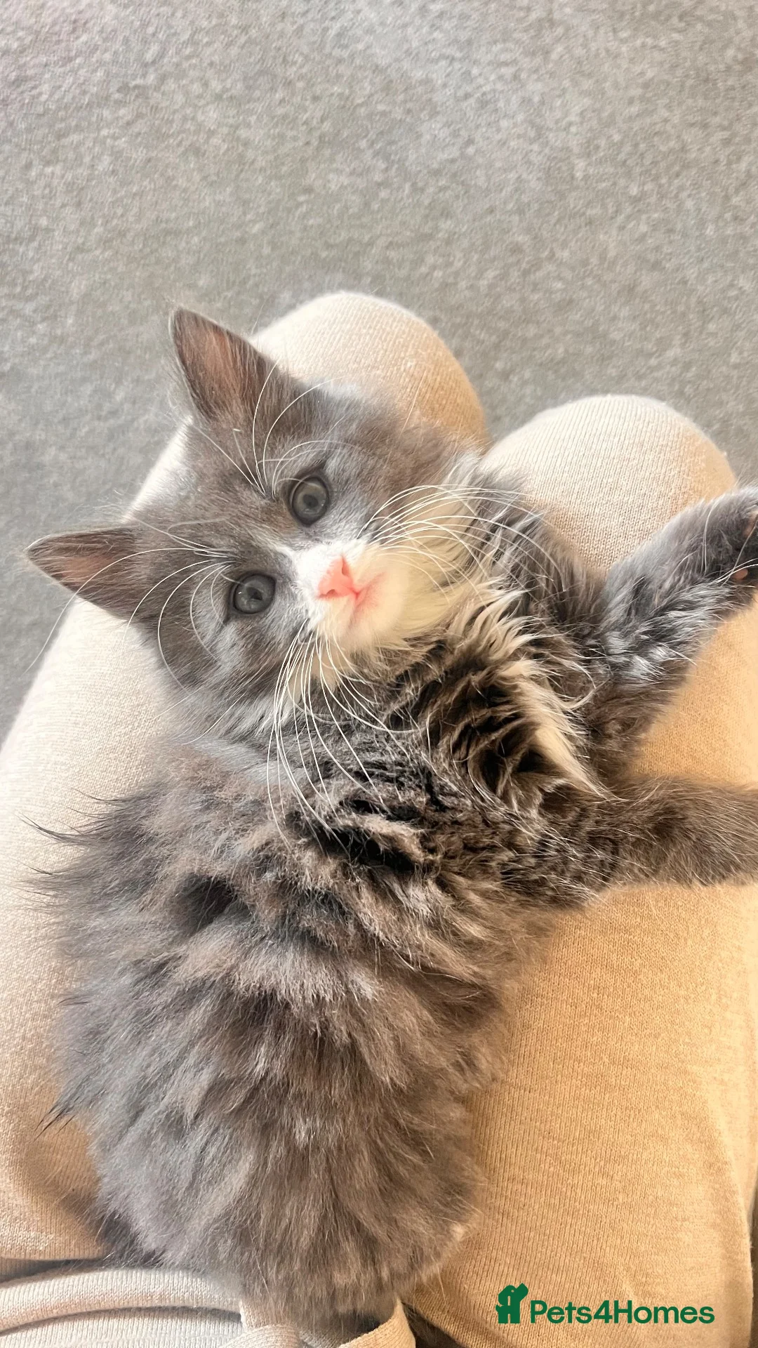 Mixed Breed cats for sale: Beautiful female kitten grey and white mixed  - Advert 5