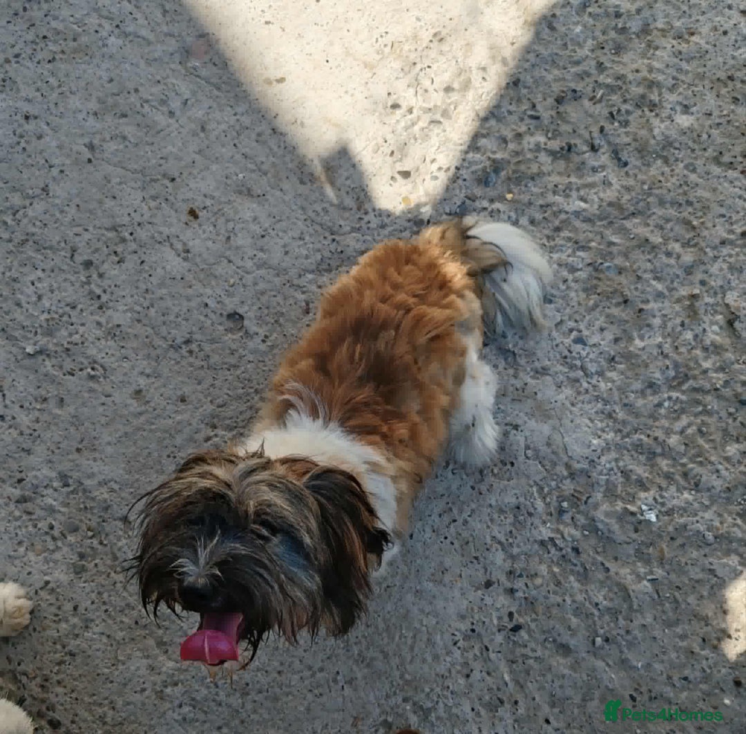 Mixed Breed dogs for adoption: Pepito  - Image 10